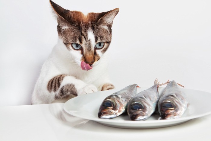 三びきの魚を見ている猫
