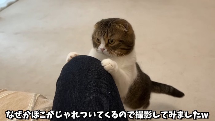 人の膝に前足をかけて立つ猫
