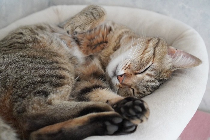 幸せそうに眠るキジトラ猫