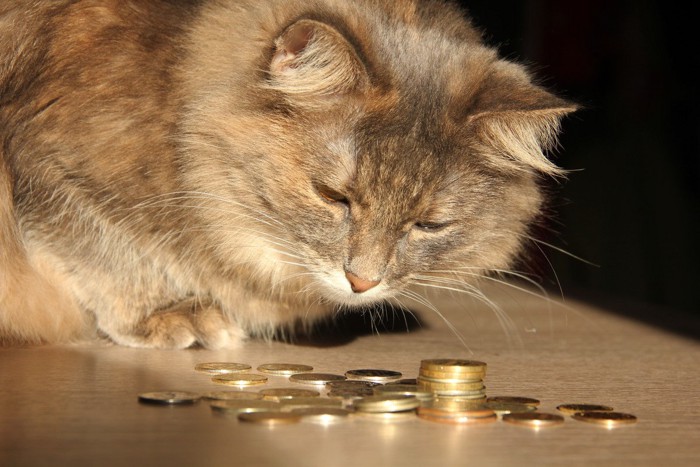 コインを見る猫