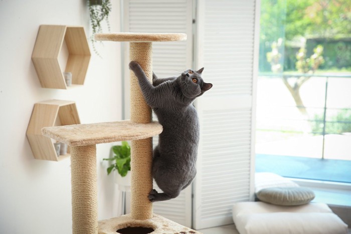 キャットタワーを登る猫