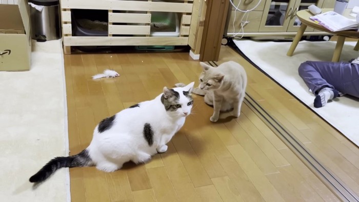 ブチ猫と茶色猫