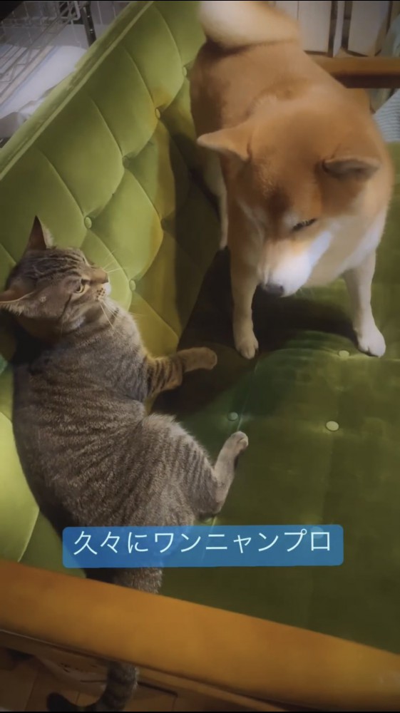 ソファの上にいる犬と猫