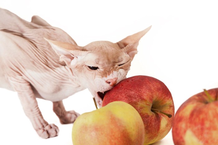 りんごをかじる猫