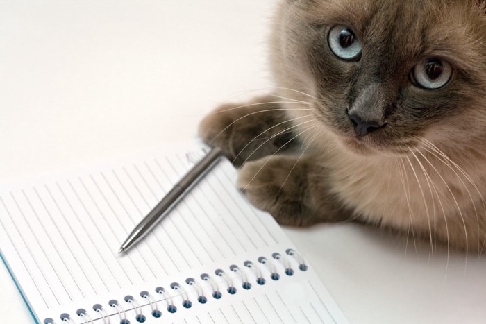 広げたノートと猫