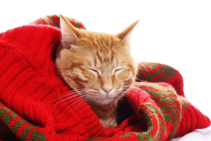 飼い主のセーターの上で眠っている猫