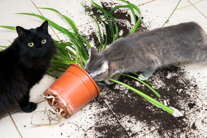 植木鉢への悪戯が見つかった猫