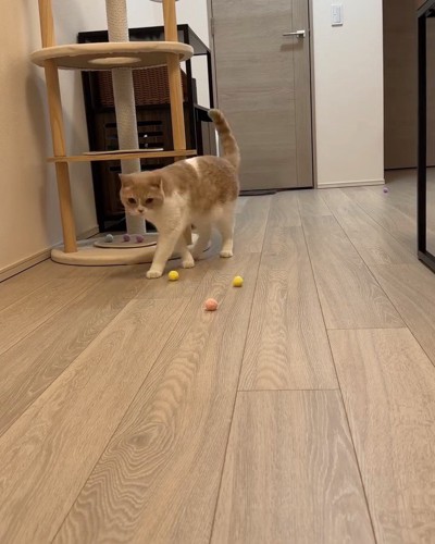 床のボールと猫