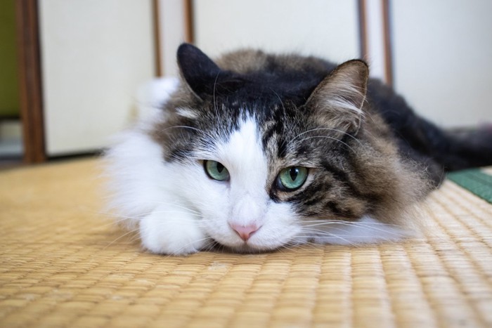 畳の上でうつ伏せになる猫
