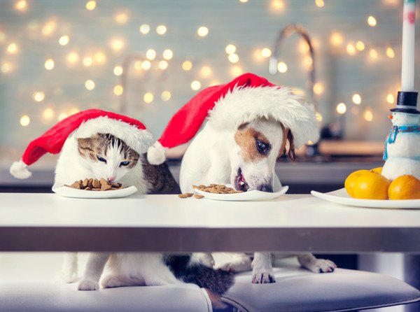 猫と犬のクリスマス