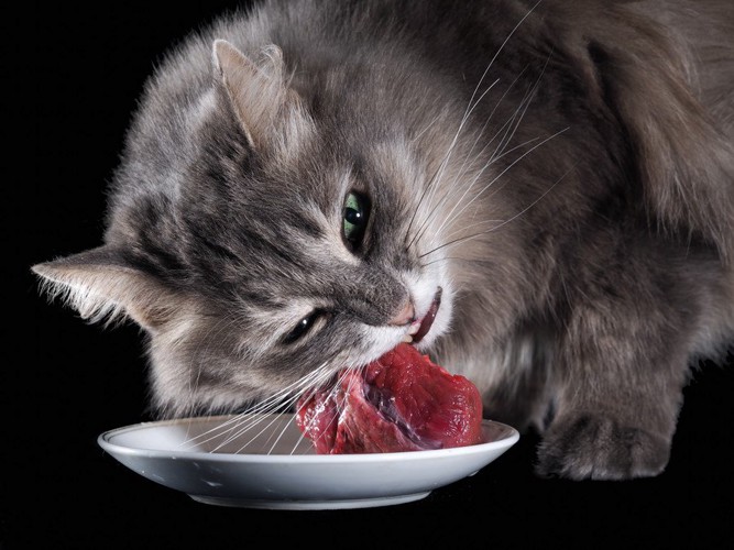 肉を噛み切る猫