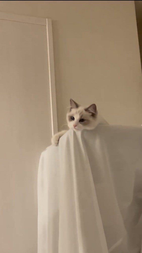 白い布に乗る猫