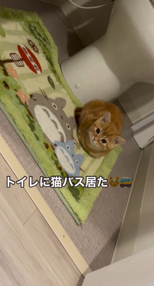 トイレマットの上の子猫4