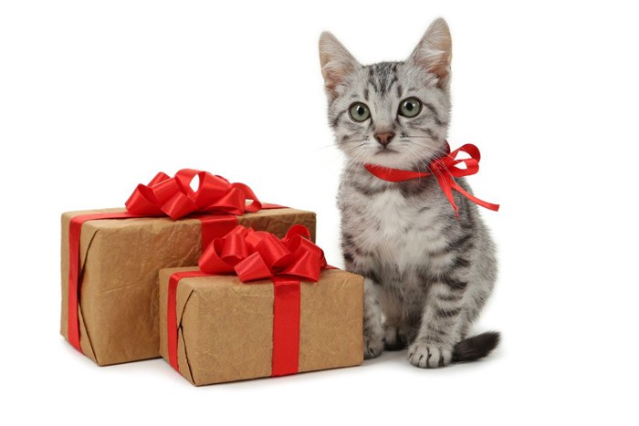 猫とプレゼントボックス