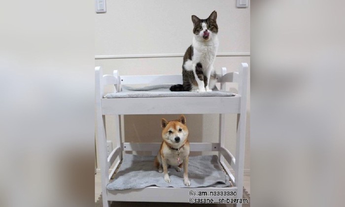 二段ベットにいる犬と猫