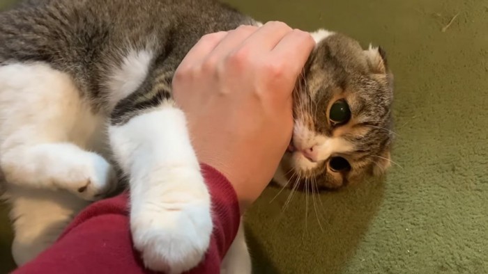 人の手を抱える猫