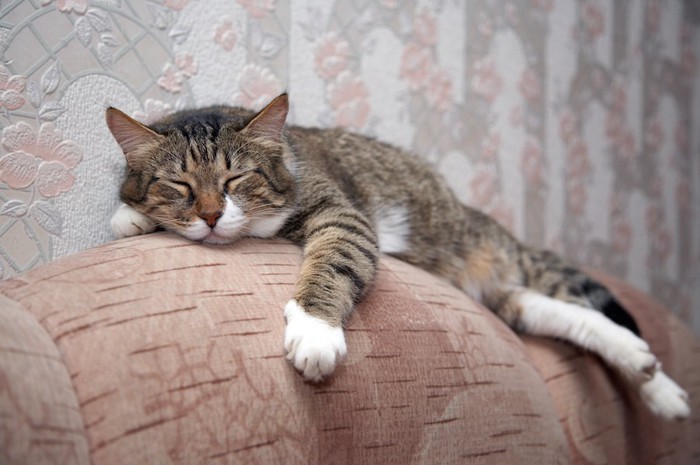 ソファーの背もたれの上で眠る猫