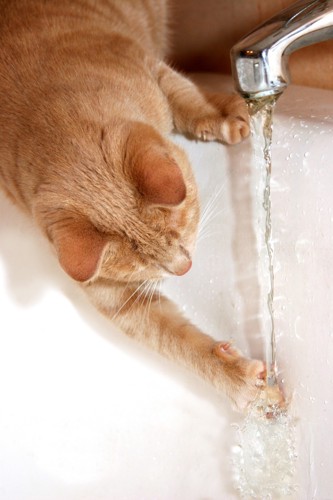 140136429蛇口から出る水を飲んでいる猫