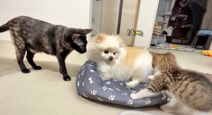ベッドに集まる猫と犬