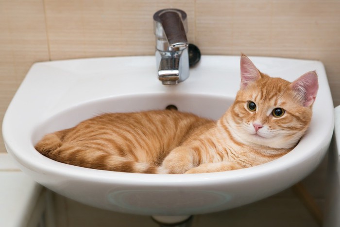 洗面台にいる猫