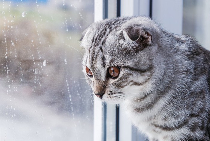 窓際で寂しげな猫