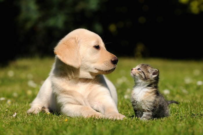 芝生の上で見つめ合う子犬と子猫