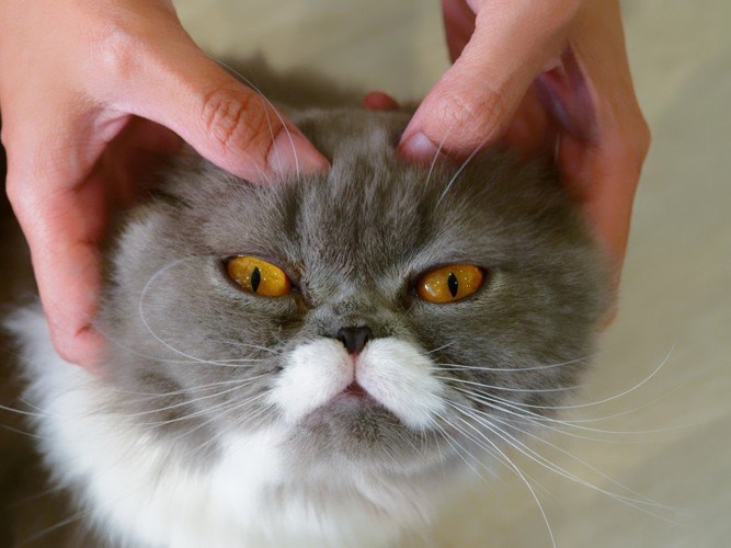 顔をマッサージされる猫