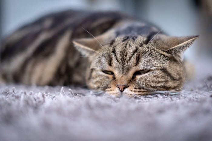 体調悪そうにふせる猫