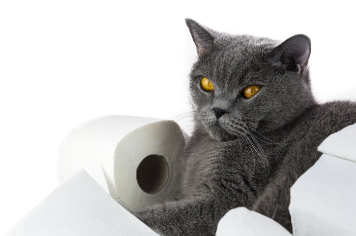 トイレットペーパーで遊ぶグレーの猫