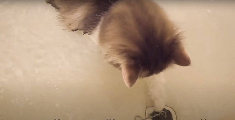 浴槽の栓で遊ぼうとする猫