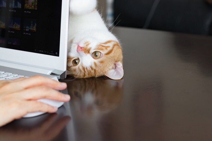 パソコンから覗く猫