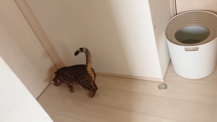 ドアの前にいる猫
