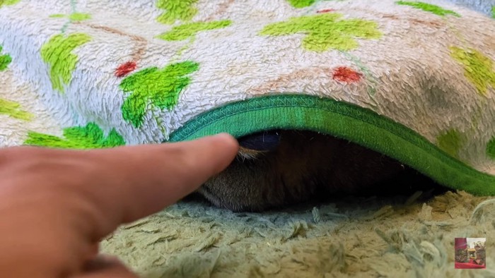 毛布の中の猫と飼い主の指