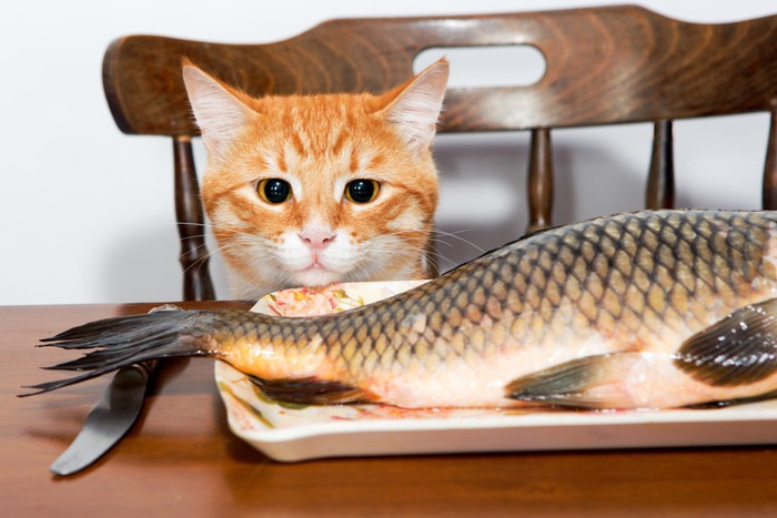 大きな魚を見つめる猫