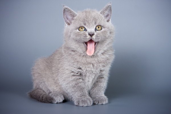 舌を出す子猫