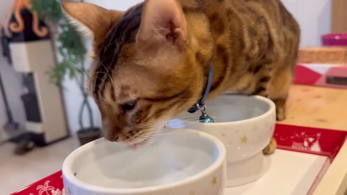 奥の水を飲む猫
