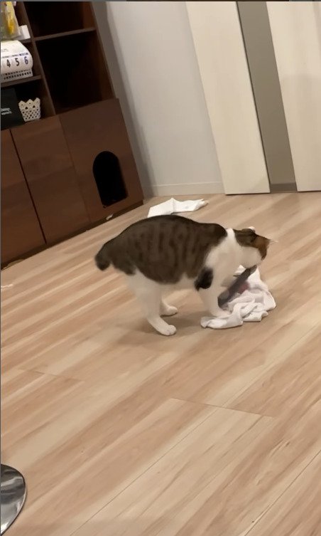 タオルを離さない猫