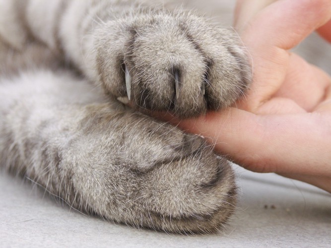 人の手と猫の手