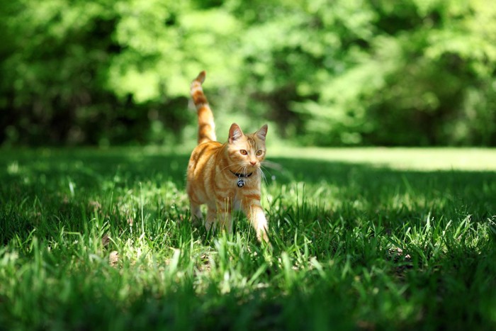 草原で歩く猫
