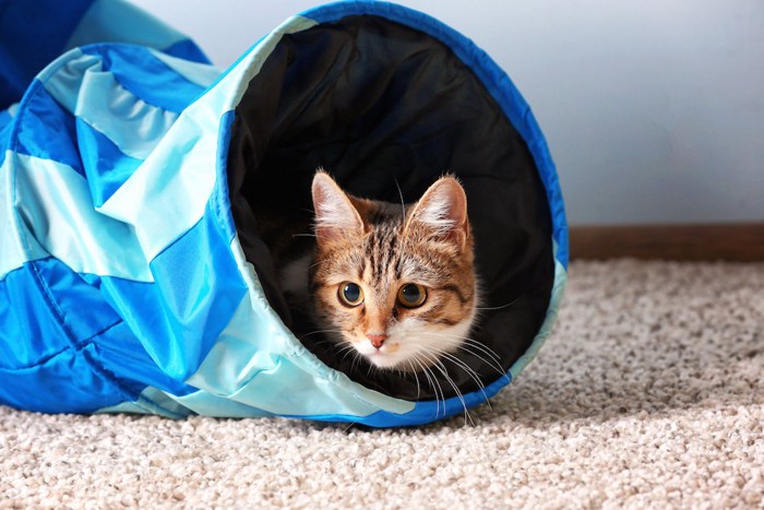 トンネルのおもちゃに入る猫