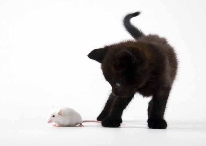 ネズミを捕まえそうな黒い子猫