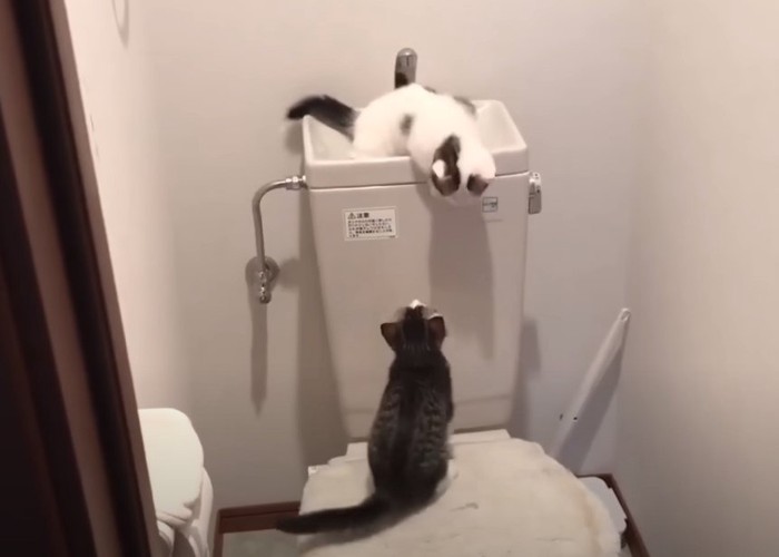 トイレで見つめ合う猫2匹