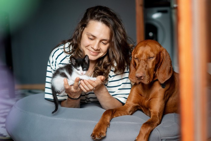 女性や犬と触れ合う子猫