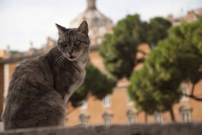 ローマの街角で座る猫