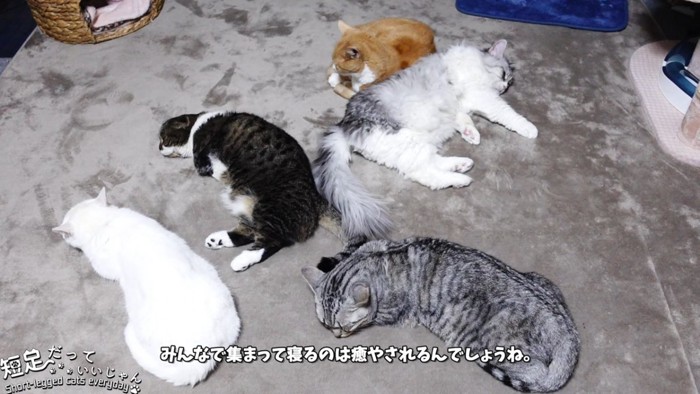 寝ている5匹の猫