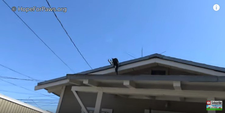 屋根に逃れる母猫