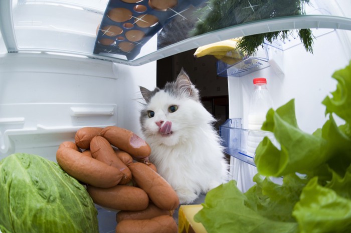 冷蔵庫をのぞく猫