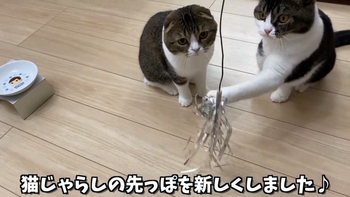 おもちゃに前足を伸ばす猫とおすわりする猫