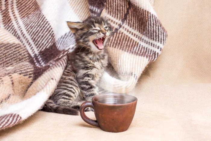 コーヒーと子猫