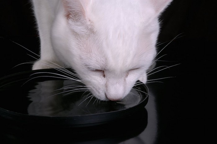 黒い容器から水を飲む白猫